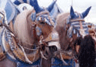 Stadtfeste wie das Oktoberfest &copy; M�nchen Tourismus