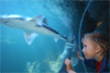 &copy; Sea Life