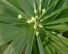 Palmengarten Frankfurt
