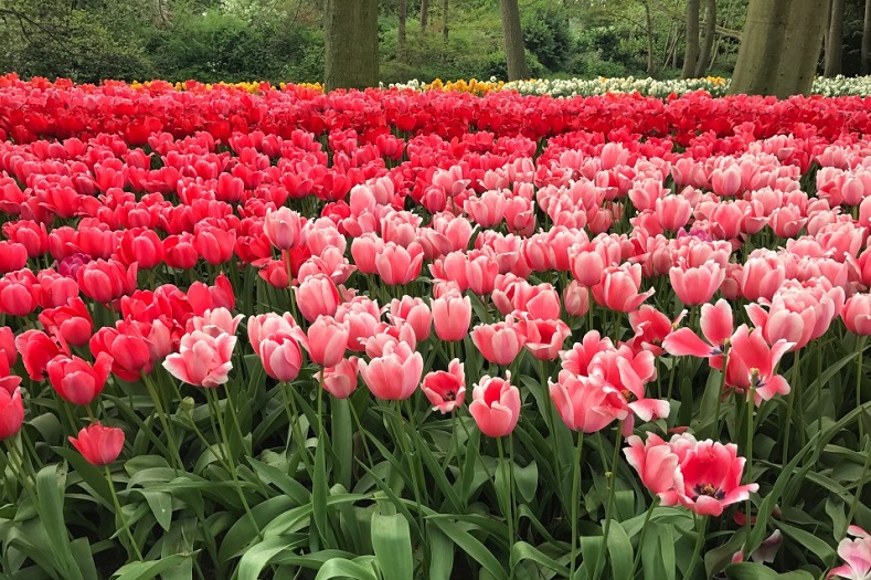 Keukenhof @som3_mor3 via Twenty20