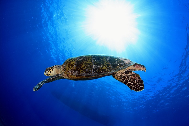 Stockfoto-ID: 37148932 Copyright: aquanaut