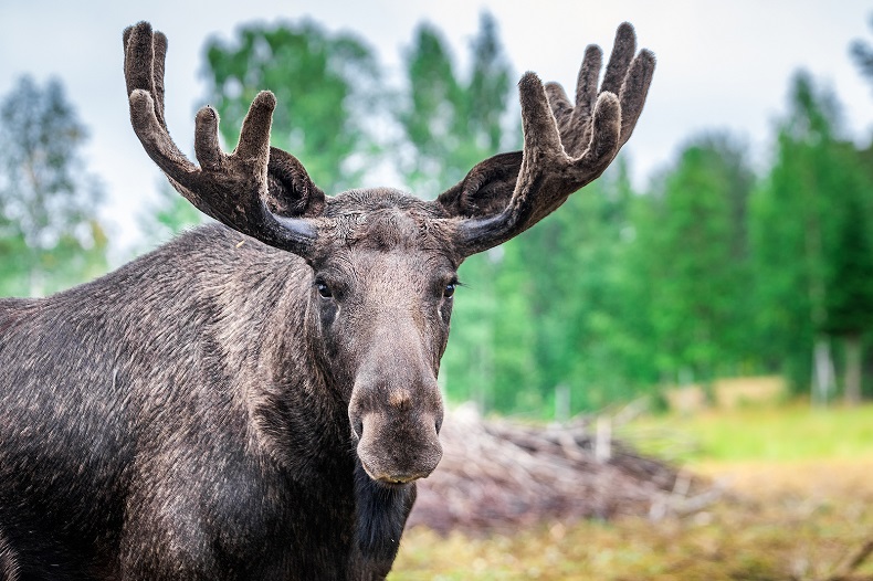 Stockfoto-ID: 339957214 Copyright: RuslanKphoto - Big Stock Photo
