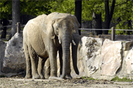 Tierpark - Foto:  Gilles Paire - Fotolia.com